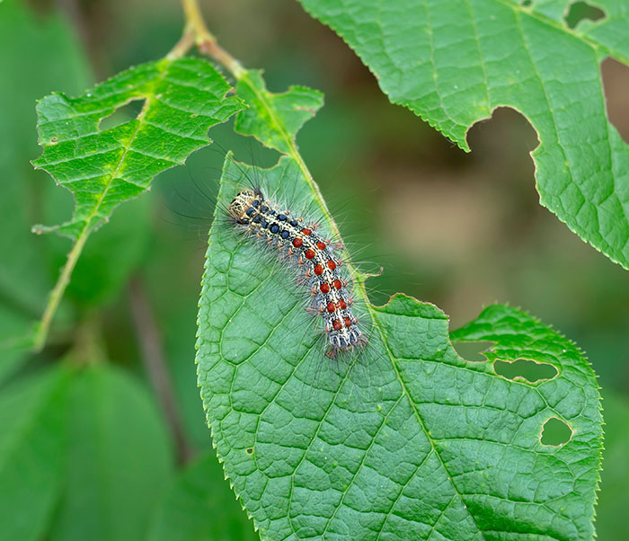 European (Gypsy) Moth Prevention For Commercial Properties