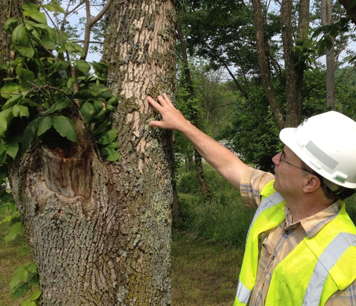 clintar inspection trees