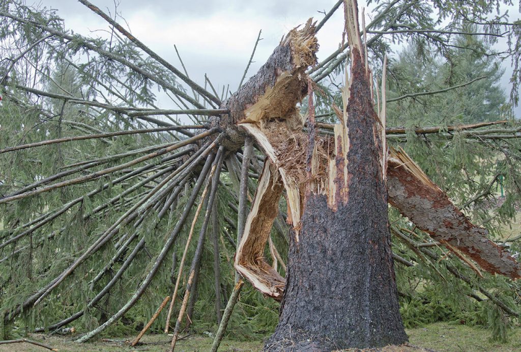 Split Tree