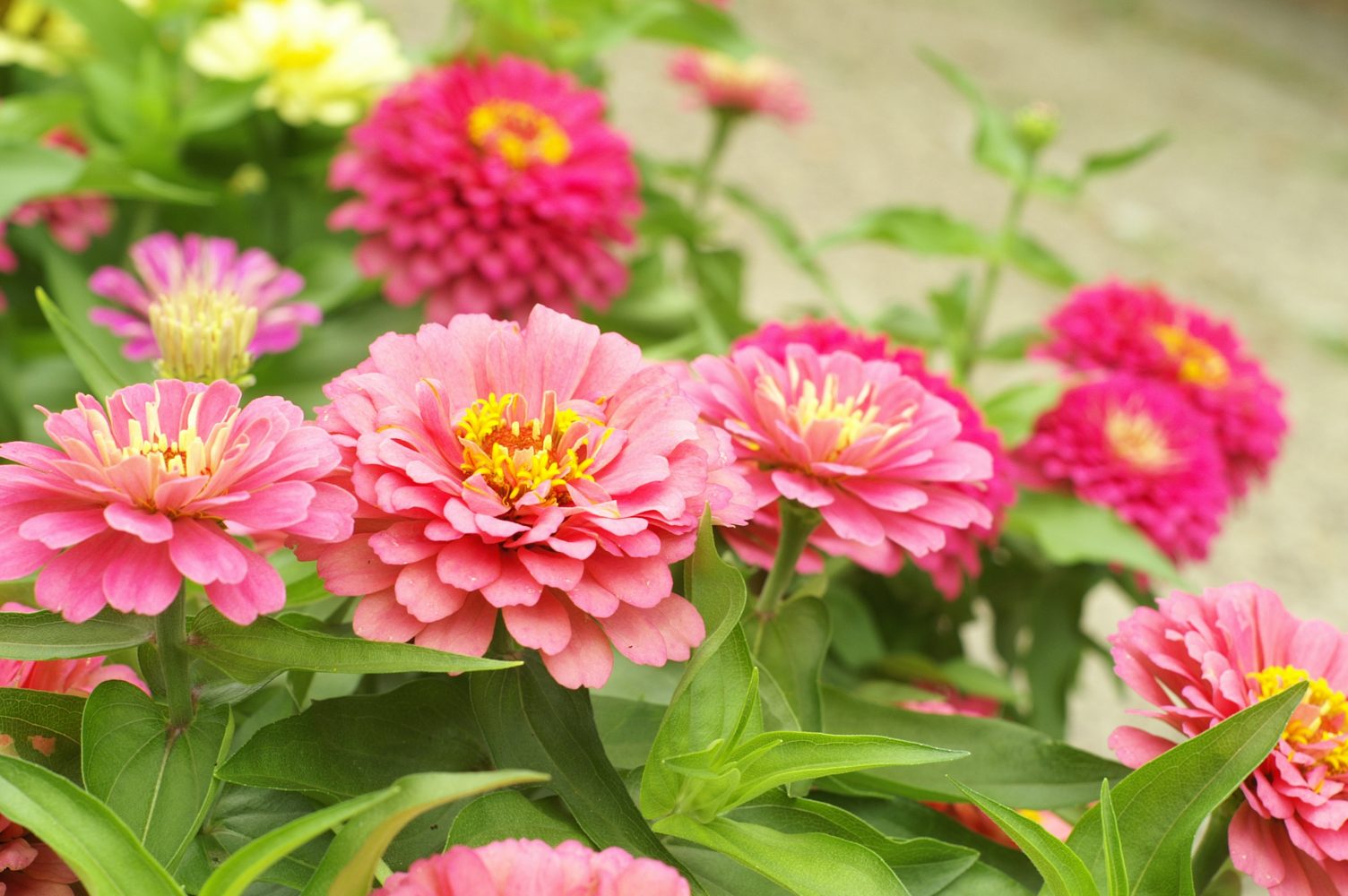 pink and red mum flowers