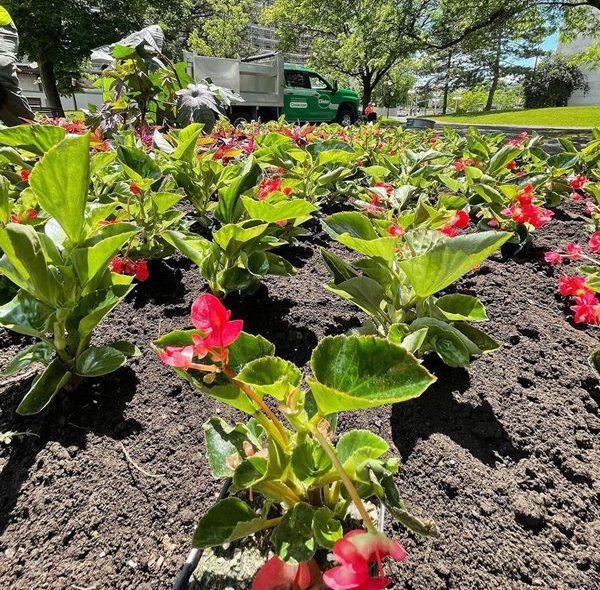 clintar planting flowers commercial landscpaing