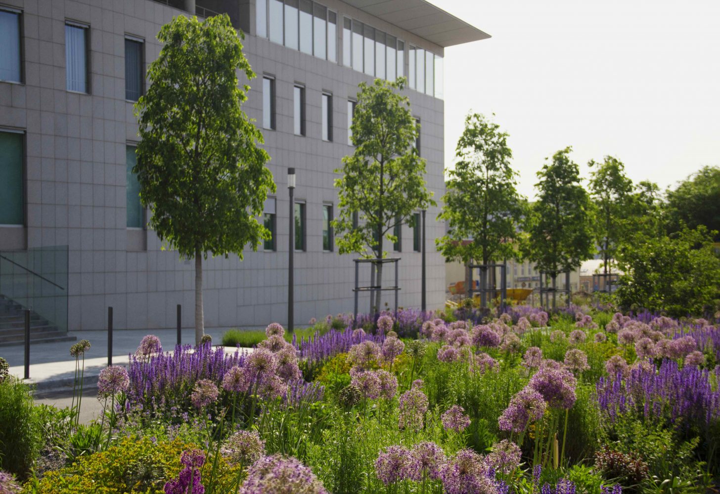 purple and orange property with flowers and trees