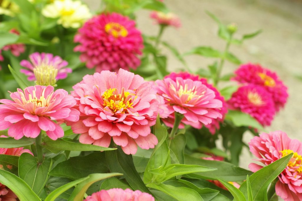 pink and red mum flowers