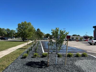 Newly installed trees and shrubs along the edge of a commercial retail parking lot in Winnipeg.
