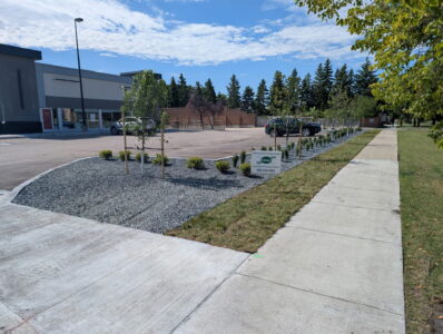 New landscape island in a retail parking lot in Winnipeg, with staked trees, low shrubs, and decorative rock.