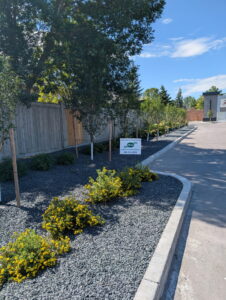 Rock mulch landscape bed with potentilla, ferns, and newly planted trees along a commercial drive aisle in Winnipeg.