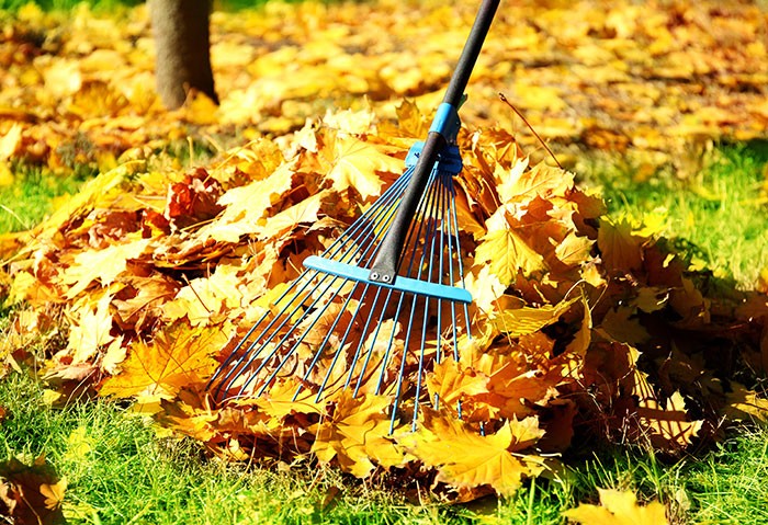 Fall Clean Up