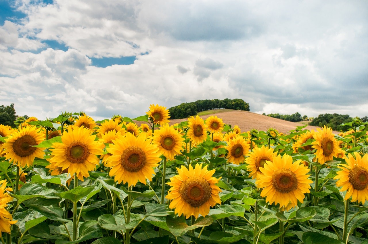 Sunflower Fields