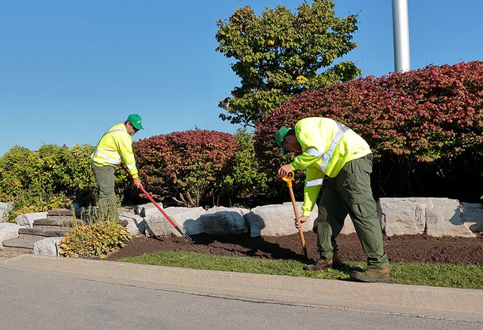 Two workers mulching a garden bed as part of Clintar’s commercial landscaping services.