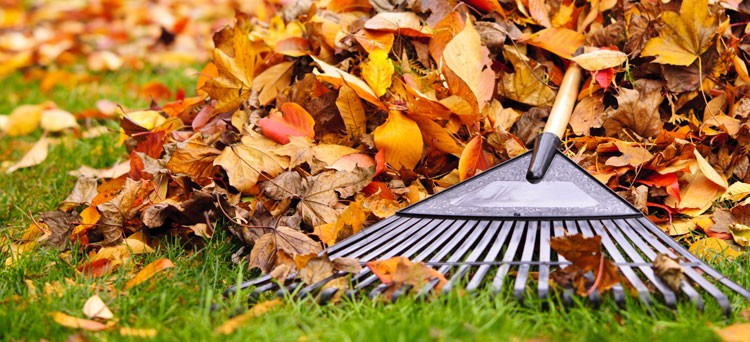 Fall Clean Ups Done Right!