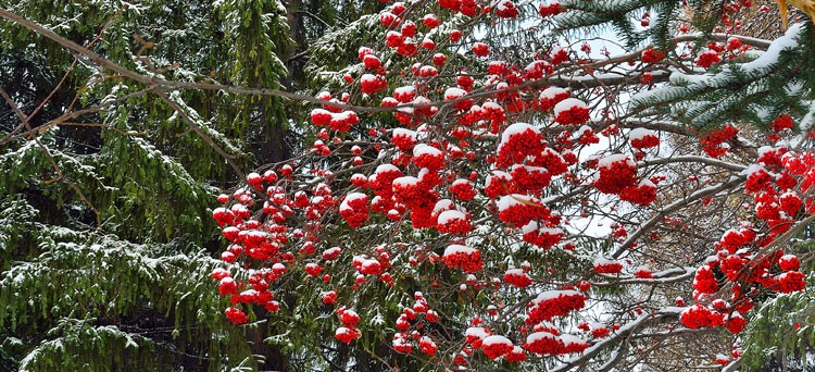 Winter Gardening