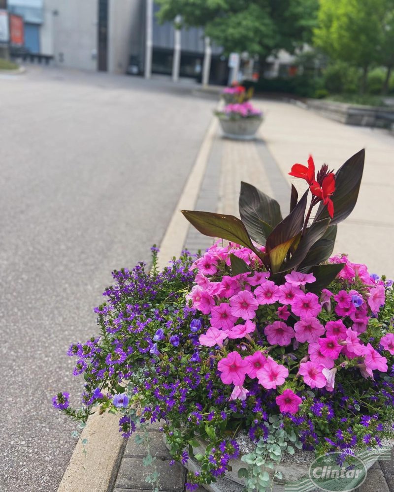 Enhance your property with Clintar’s Landscape Enhancement services.
