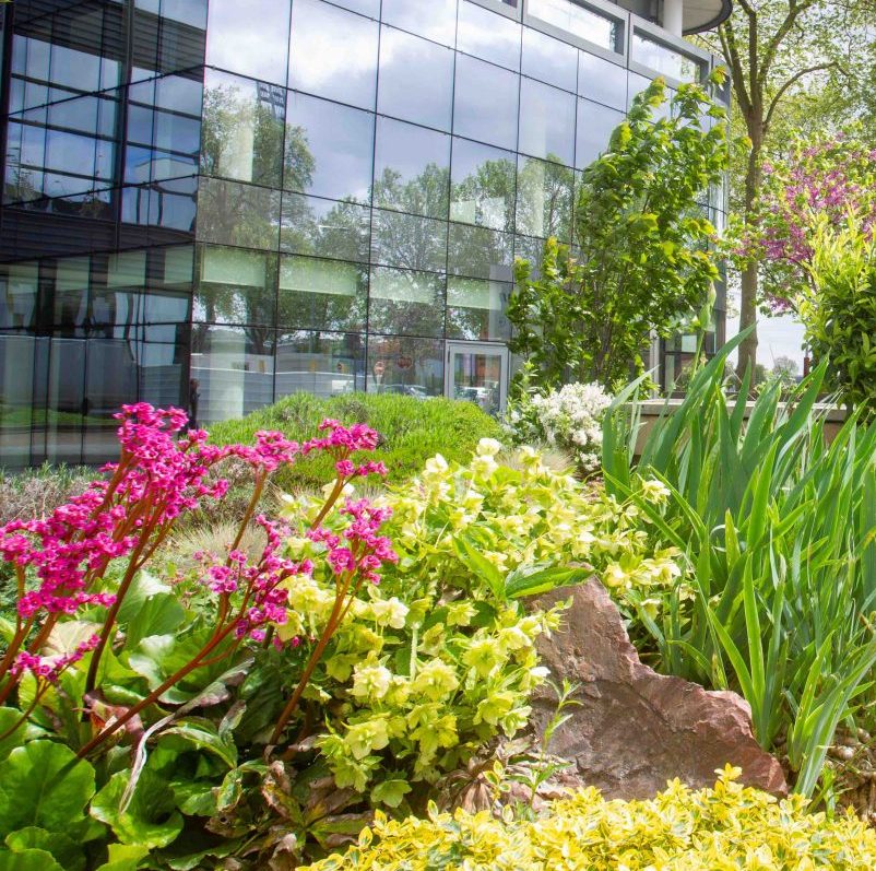 Vibrant pink and yellow flowers bloom amid lush green foliage and rocks in the foreground.