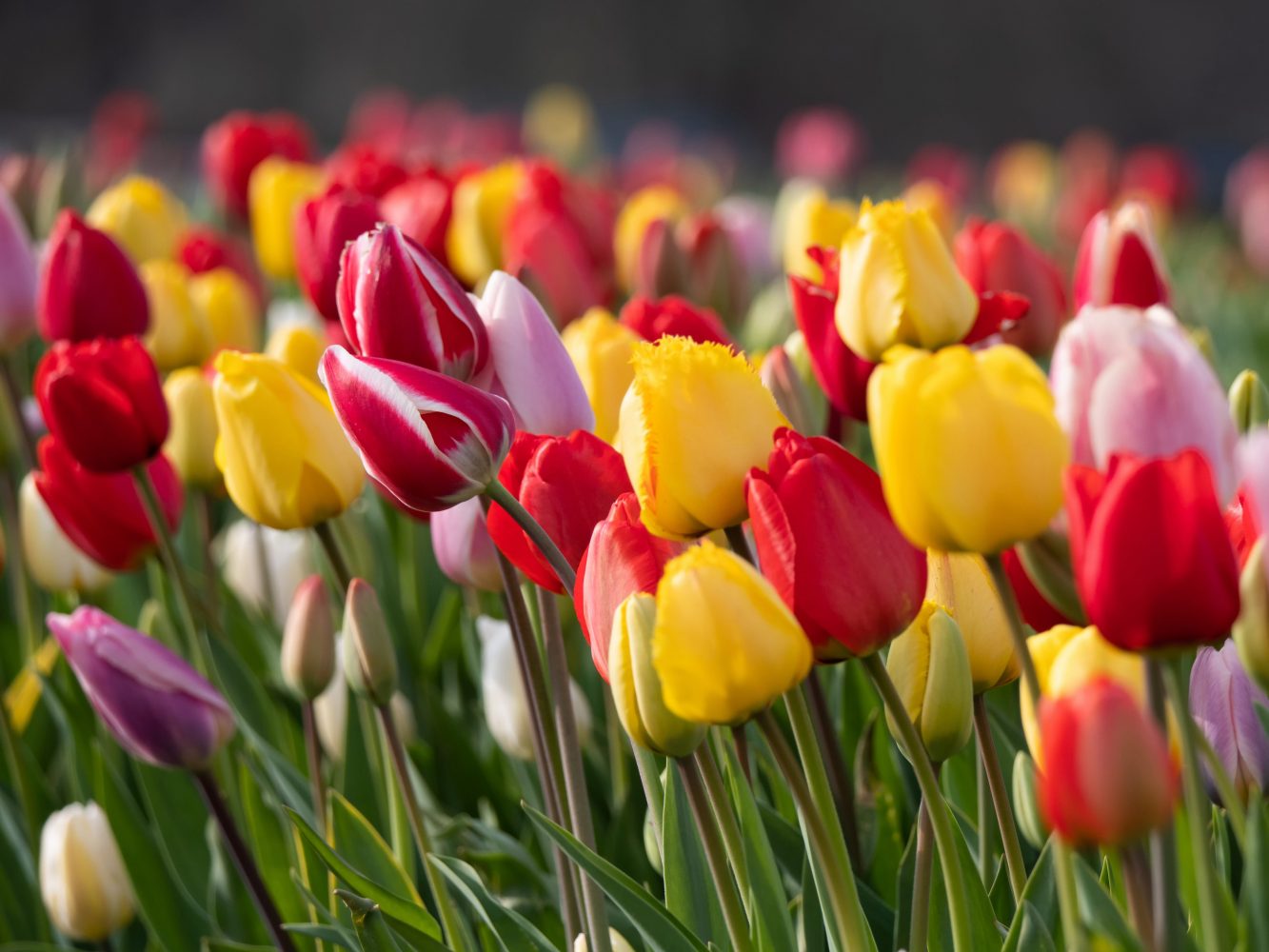 Enhance your property landscape with vibrant tulips in full bloom.