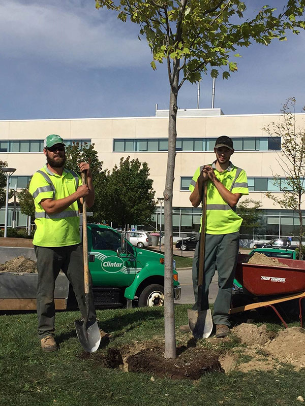 Clintar Brampton finishing up tree planting at Brampton Civic Hospital.