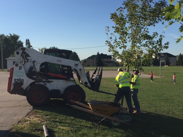 Clintar Kitchener planting the new tree in the playground at Breslau Public School.