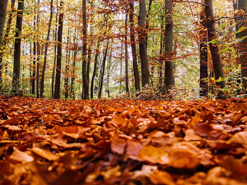 November 2020 Newsletter